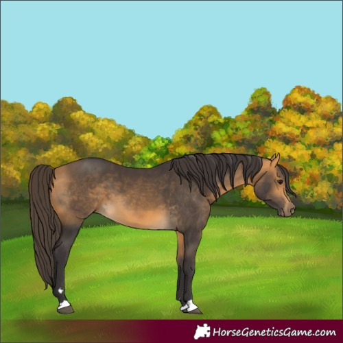Horse Color:Buckskin 