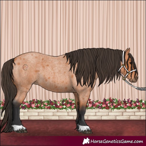 Horse Color:Bay Roan 