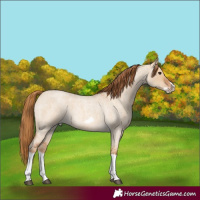 Horse Color:Red Dun Roan Splash Frame Rabicano 