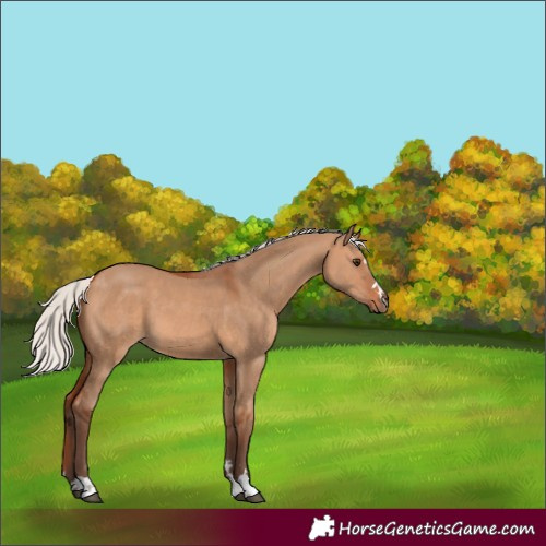 Horse Color:Silver Bay Dun 
