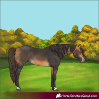 Horse Color:Buckskin 