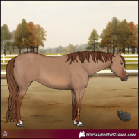 Horse Color:Red Dun 