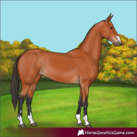 Horse Color:Bay 