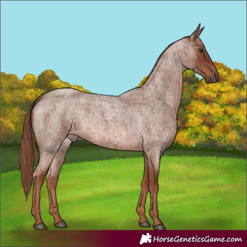 Horse Color:Red Roan 