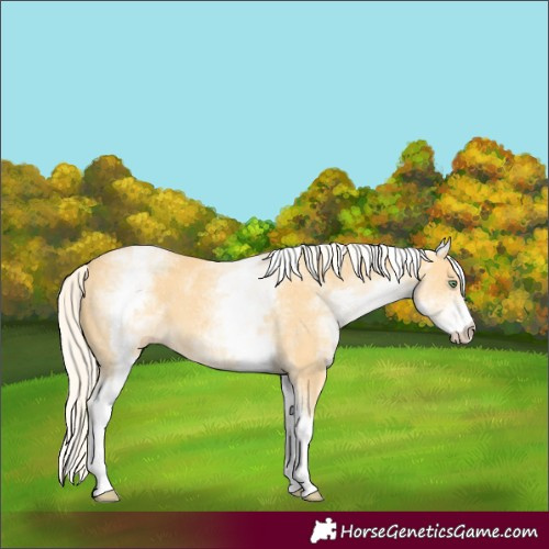 Horse Color:White Spotted Gold Cream Champagne 