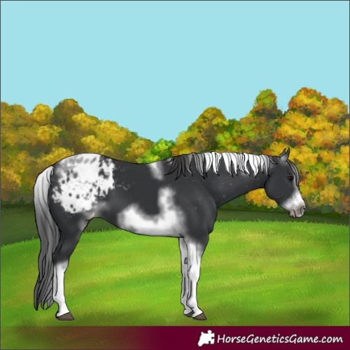 Horse Color:White Spotted Black Splash Tobiano Frame Appaloosa 