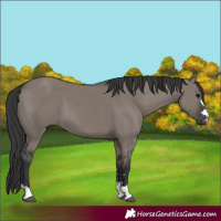 Horse Color:Grullo 