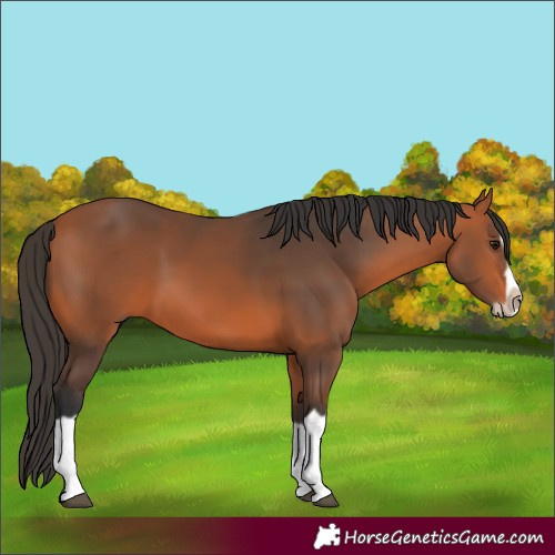 Horse Color:Bay Splash Frame 