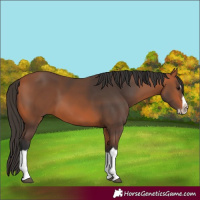 Horse Color:Bay Splash Frame 