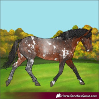 Horse Color:White Spotted Brown