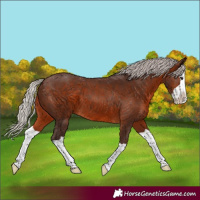 Horse Color:Silver Brown Splash