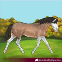 Horse Color:Bay Dun Splash