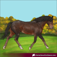 Horse Color:Liver Chestnut