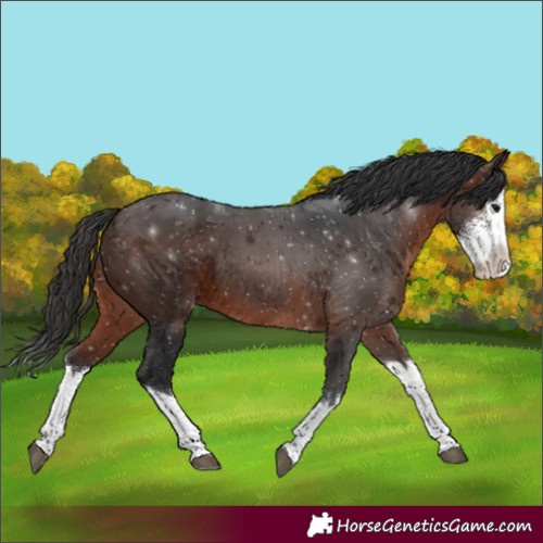 Horse Color:Brown Sabino Splash