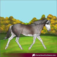 Horse Color:Unknown 