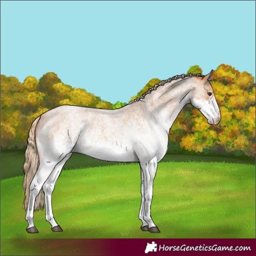 Horse Color:White Spotted Red Roan 