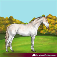 Horse Color:White Spotted Red Roan 