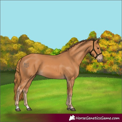 Horse Color:Chestnut 