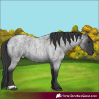 Horse Color:Blue Roan 