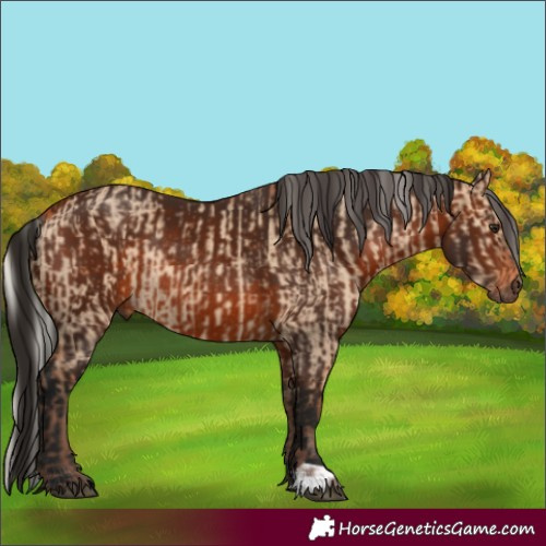 Horse Color:Silver Bay Dun  and Gray Bay Rabicano 