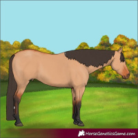 Horse Color:Bay Dun 