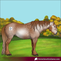 Horse Color:Gray Chestnut Frame 