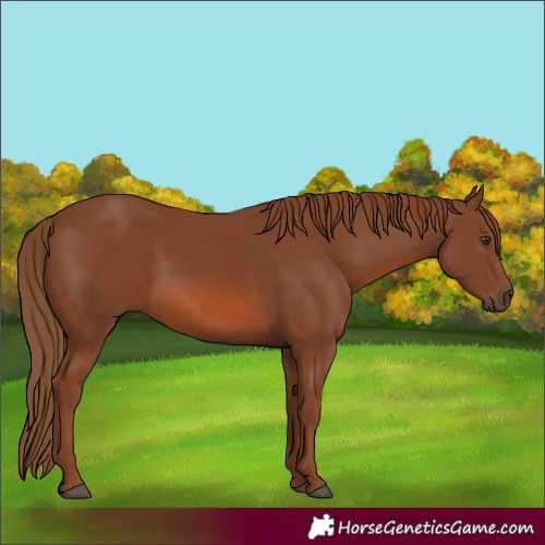 Horse Color:Unknown 