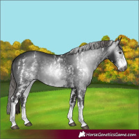 Horse Color:Gray Liver Chestnut Sabino 