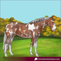 Horse Color:White Spotted Silver Bay Sabino