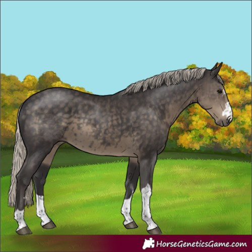 Horse Color:Silver Smoky Black 