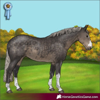 Horse Color:Silver Smoky Black