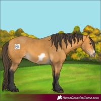 Horse Color:Buckskin Frame 