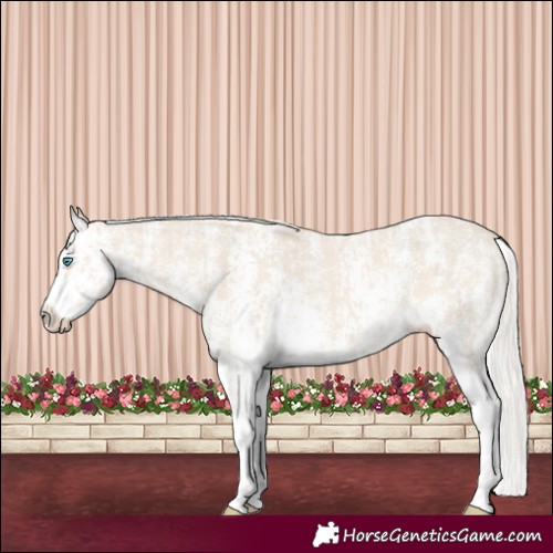 Horse Color:Cremello Sabino and Cremello Sabino Splash