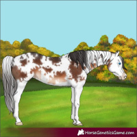 Horse Color:White Spotted Brown Splash 