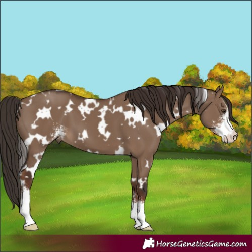 Horse Color:White Spotted Liver Red Dun Sabino 