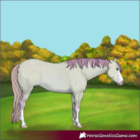 Horse Color:Watercolor Red Dun 