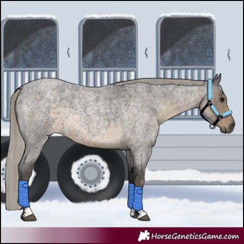 Horse Color:Silver Smoky Blue Roan Sabino 