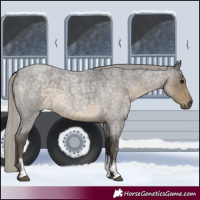 Horse Color:Silver Smoky Blue Roan Sabino 
