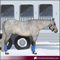 Horse Color:Silver Smoky Blue Roan Sabino 