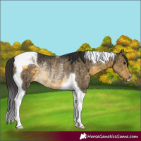 Horse Color:Buckskin Dun Tobiano Rabicano Brindle