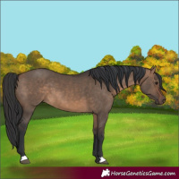 Horse Color:Brown Dun 