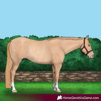Horse Color:Gold Champagne Rabicano