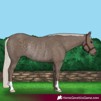 Horse Color:Silver Black Rabicano 