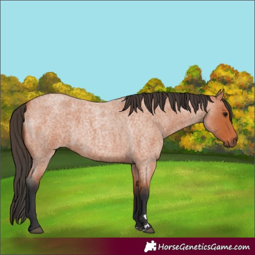 Horse Color:Bay Roan 