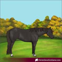 Horse Color:Liver Chestnut 