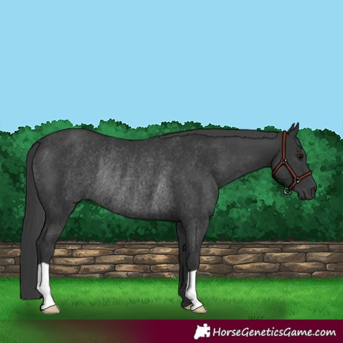 Horse Color:Black Rabicano