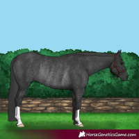 Horse Color:Black Rabicano 