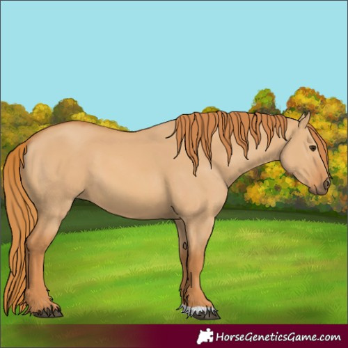 Horse Color:Red Dun 