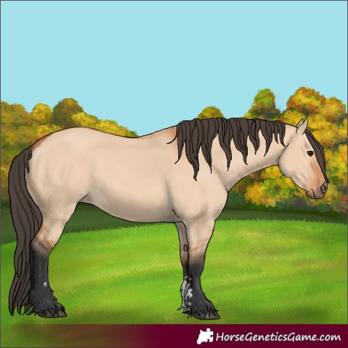 Horse Color:Bay Dun 