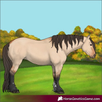 Horse Color:Bay Dun